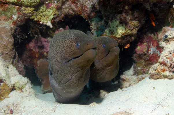 Moray couple