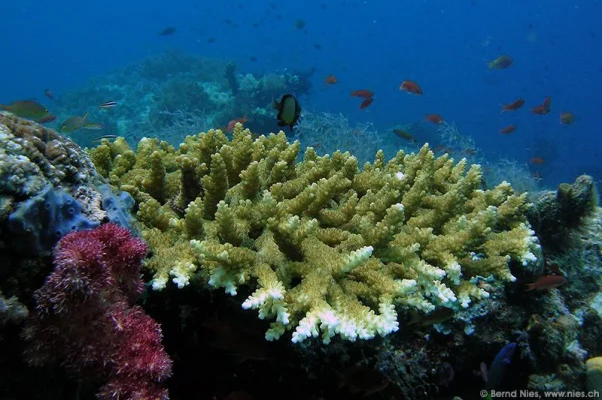 Table coral