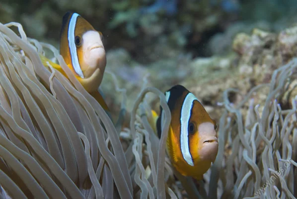 Anemone fish