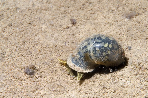 Schnecke