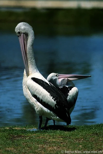 Pelicans