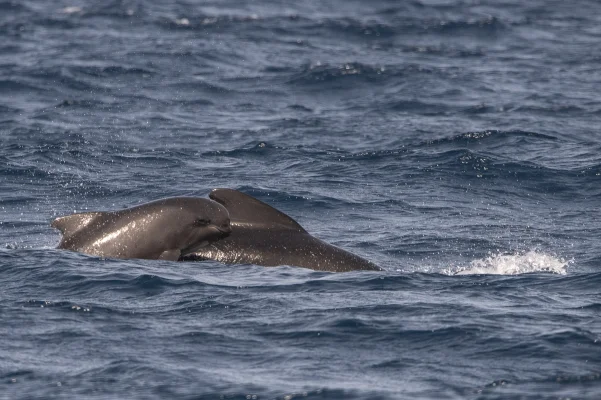 Young pilot whale