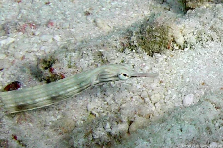 Pipe fish