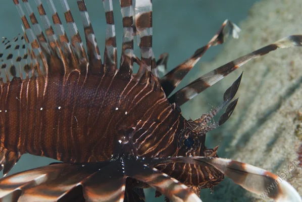 Lionfish