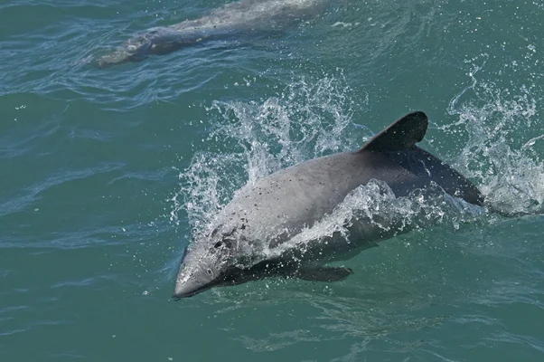 Hector's Dolphins