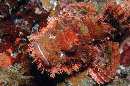 Scorpionfish