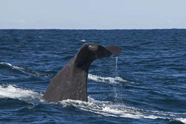 Sperm Whale