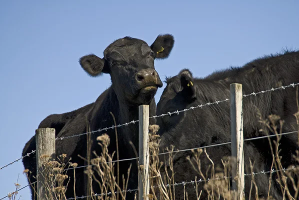 Cows