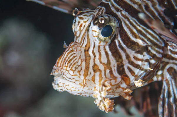 Lionfish