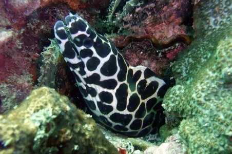 Moray Eel