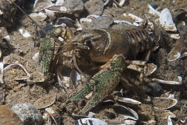 American Crayfish