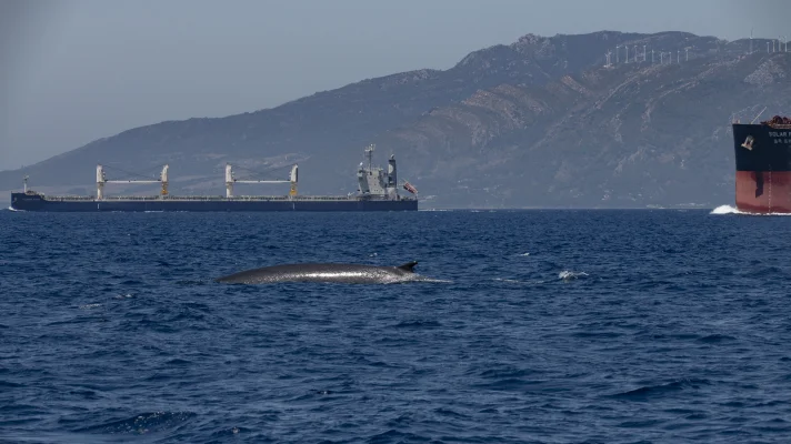 Fin whales