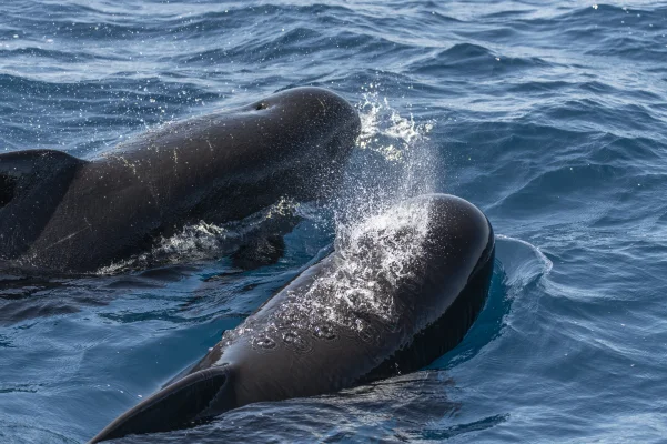 Common pilot whales