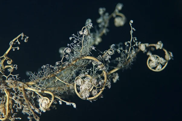 Basket Star