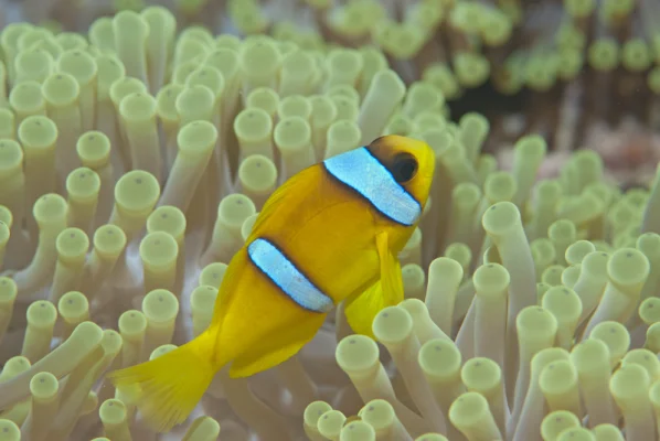 Anemone Fish