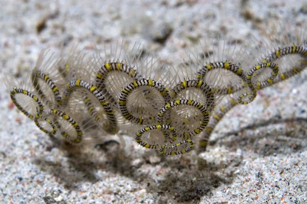 Brittle Star