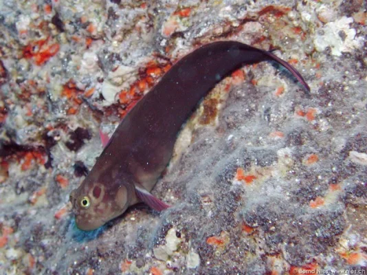 Blenny