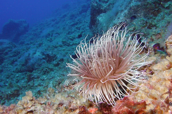 Tube-dwelling Anemone