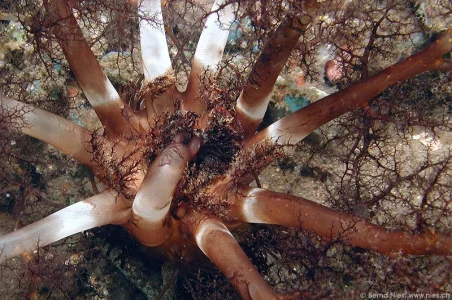 Sea Cucumber