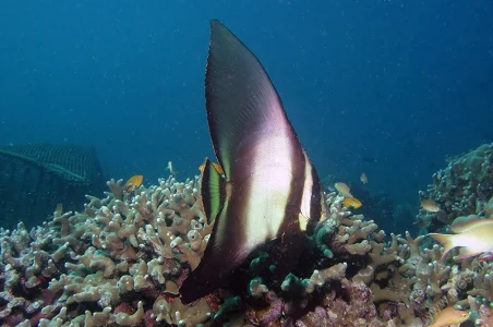 Batfish