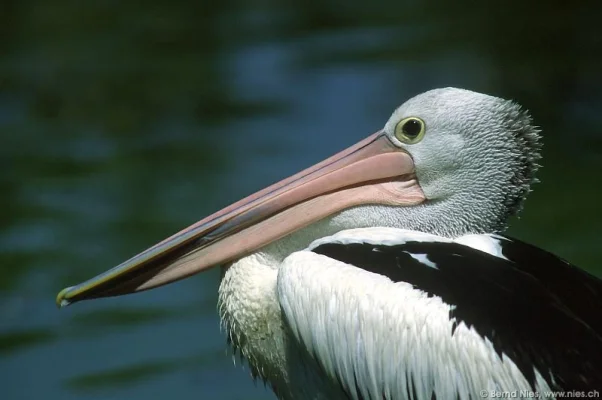 Pelicans