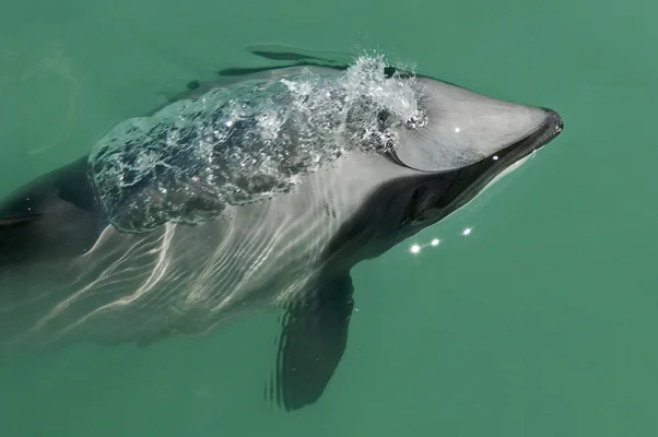 Hector's Dolphin