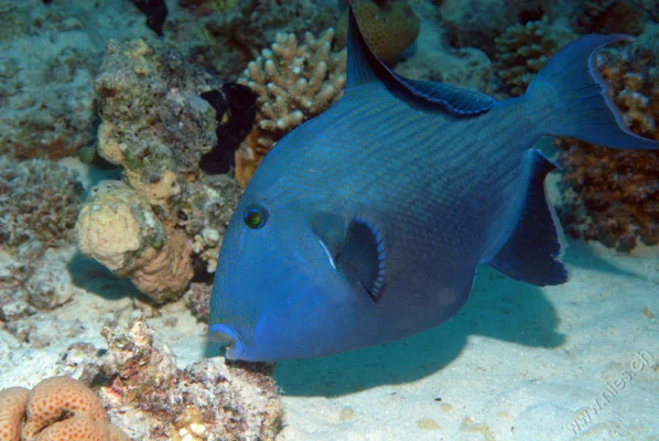 Rotzahn-Drückerfisch