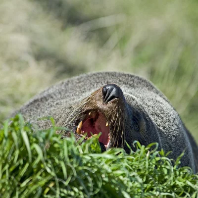 Yawning sea lion