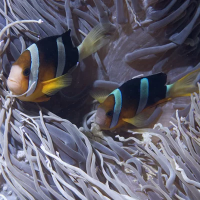 Anemone fishes