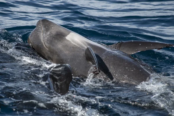 Pilot whale rolling