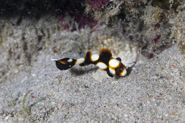 Juvenile Oriental Sweetlip