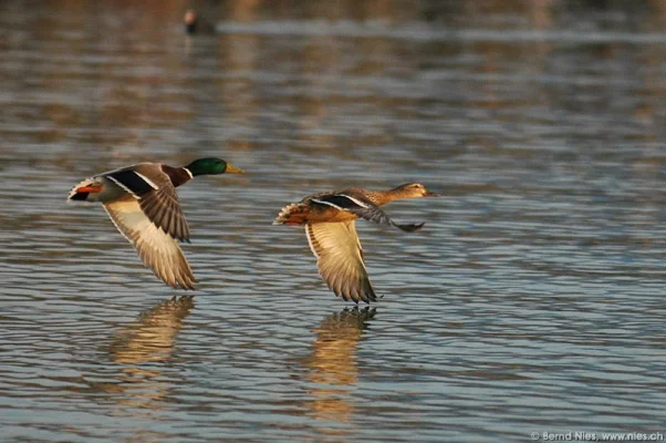 Duck Couple