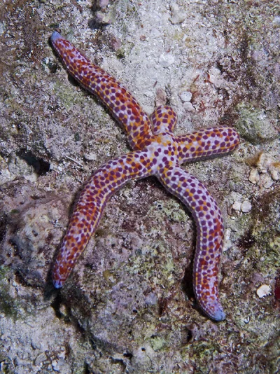 Sea Star