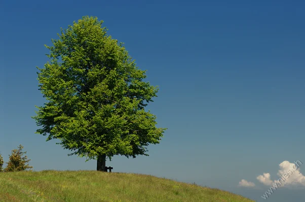 Baum mit Bänkli