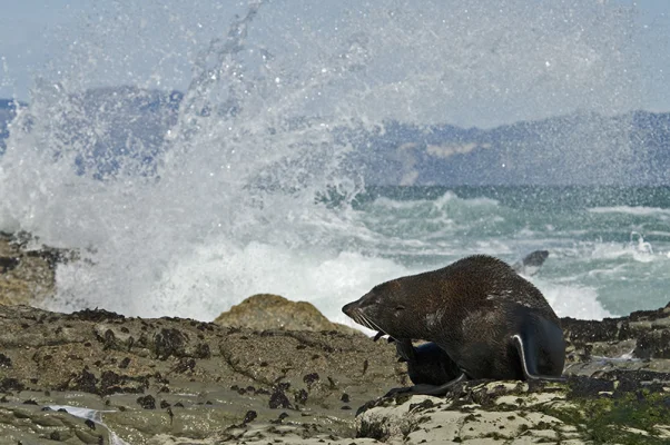 Sea lion with surf