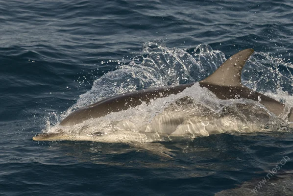 Striped Dolphin