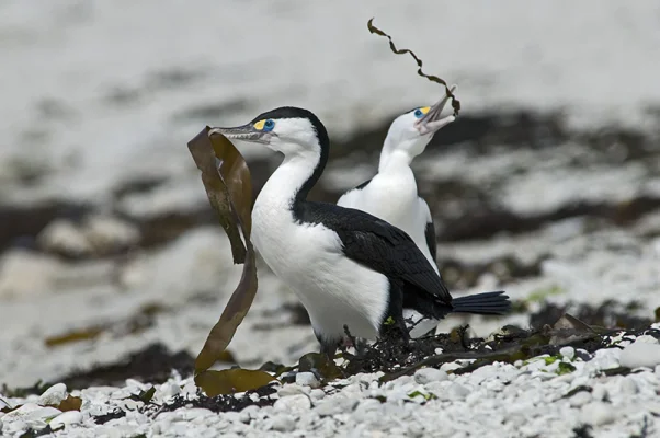 Cormorants