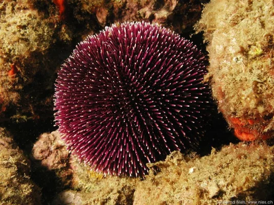 Sea Urchin