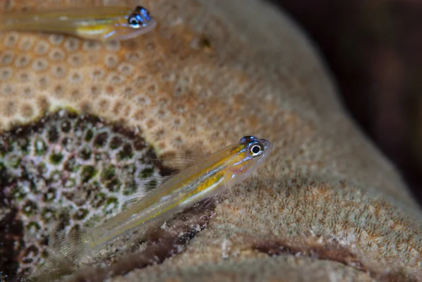 Fish on coral