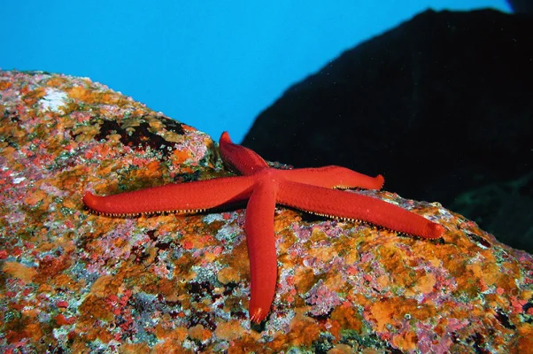 Sea Star