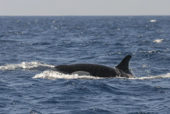 Orca schnappt nach Luft