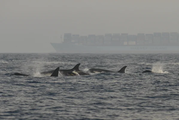 Gruppe von Orcas