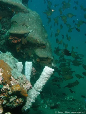 Tube Sponges