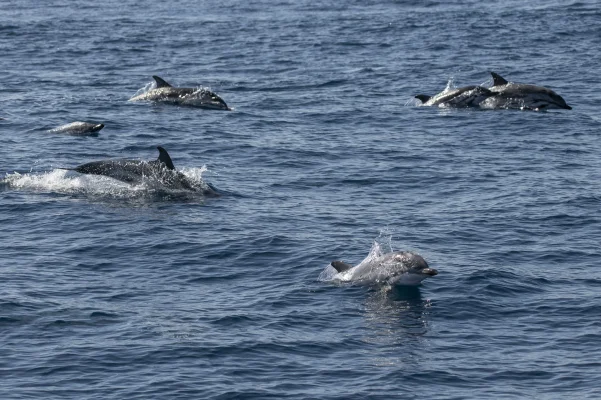 Striped dolphins