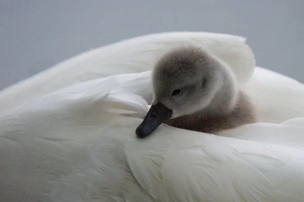 Swan with cygnet