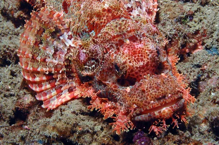 Scorpionfish