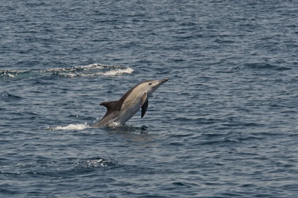 Common dolphin