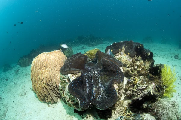 Giant Clam