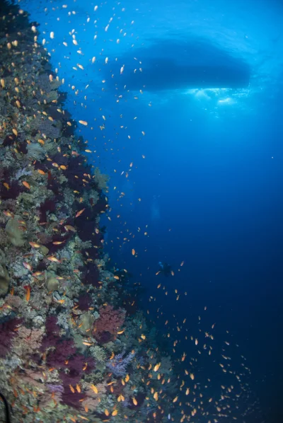 Coral Reef with Ship