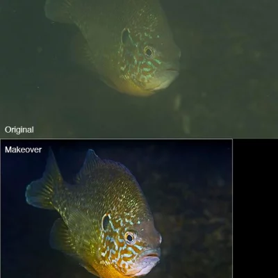 Sunfish before/after